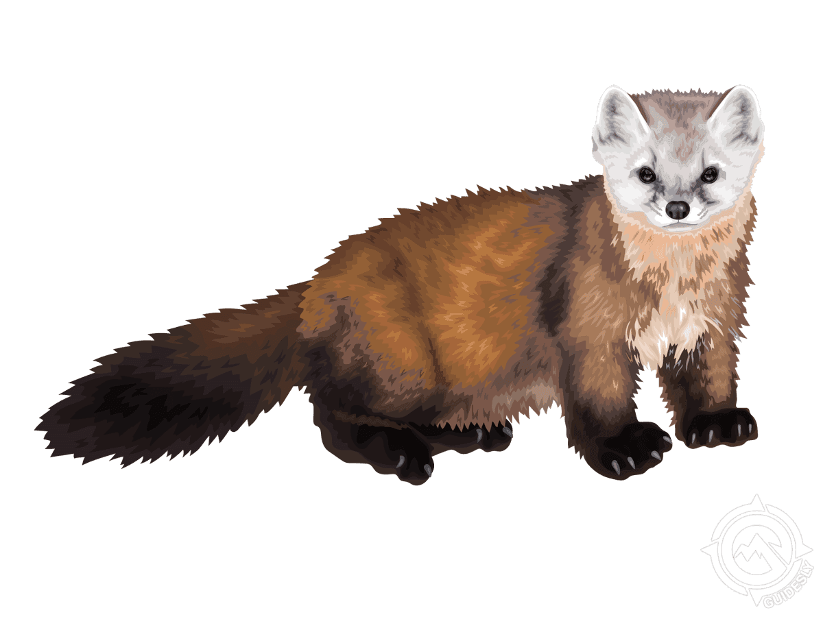 American Marten